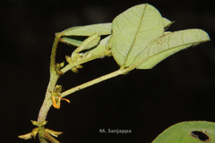 Indigofera santapaui